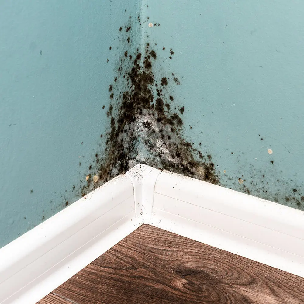 mold removal