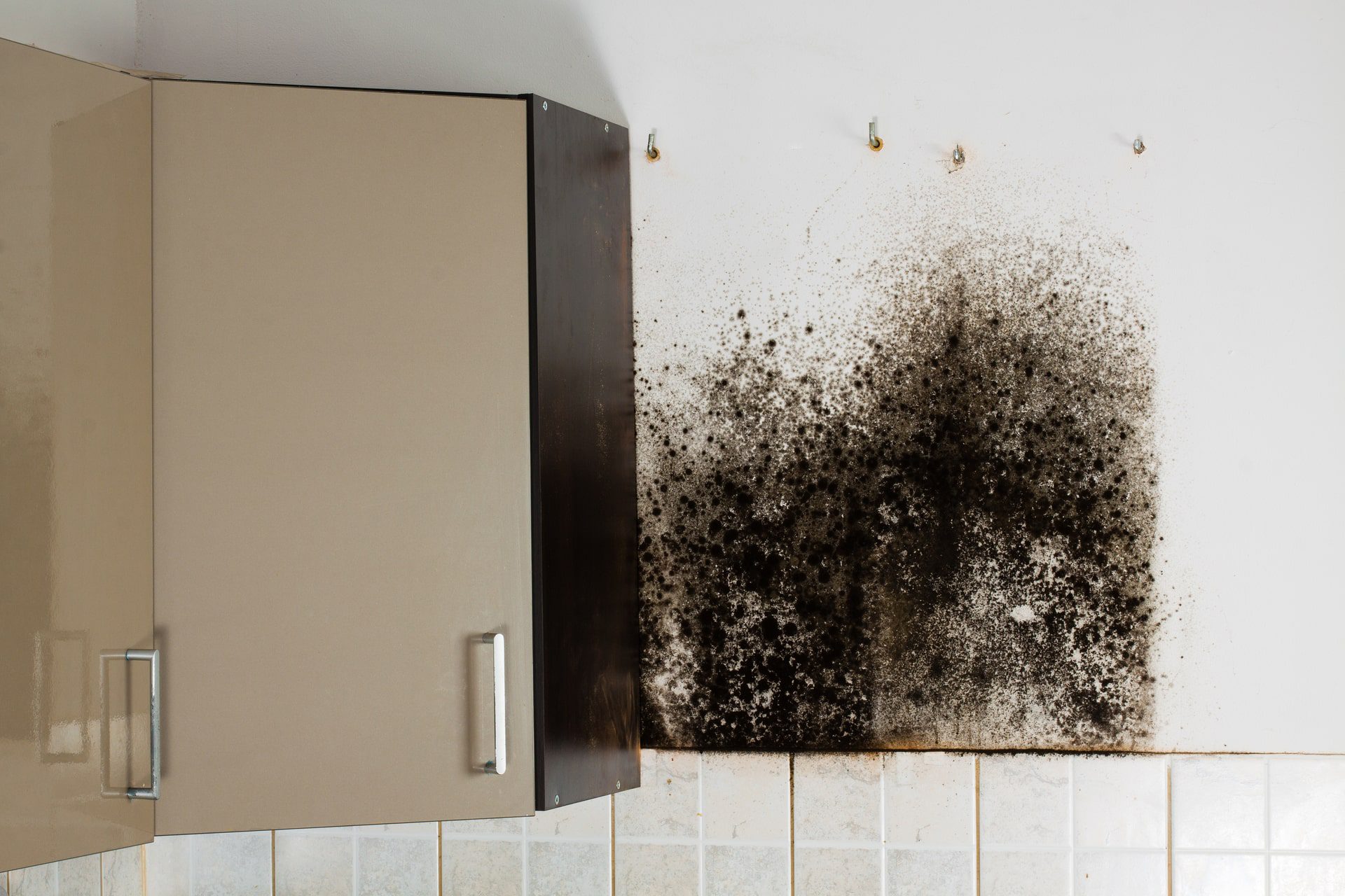 What Is Black Mold?