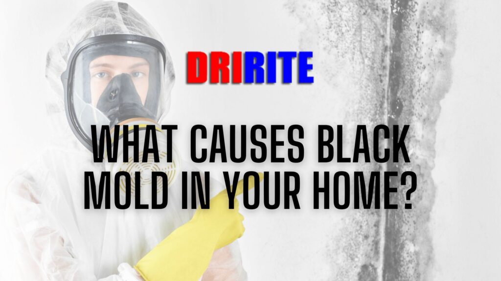 What causes black mold in your home
