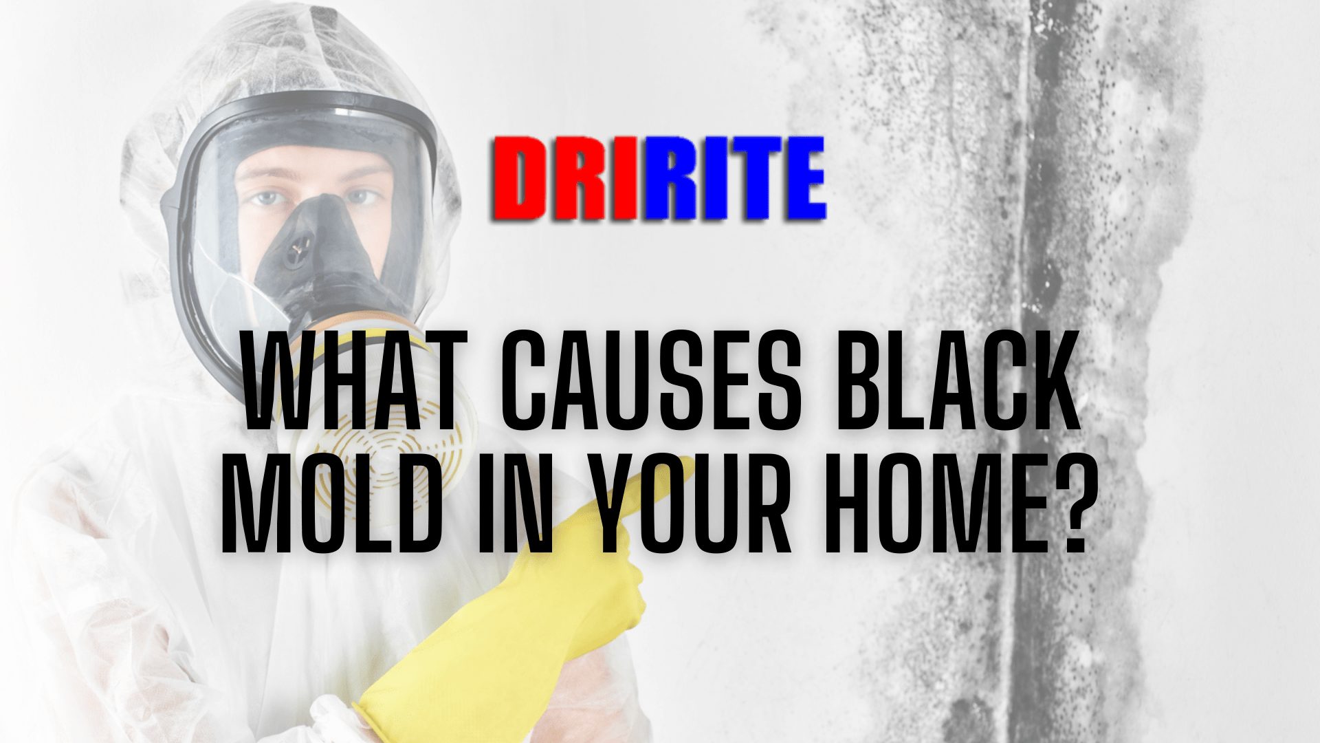 What causes black mold in your home