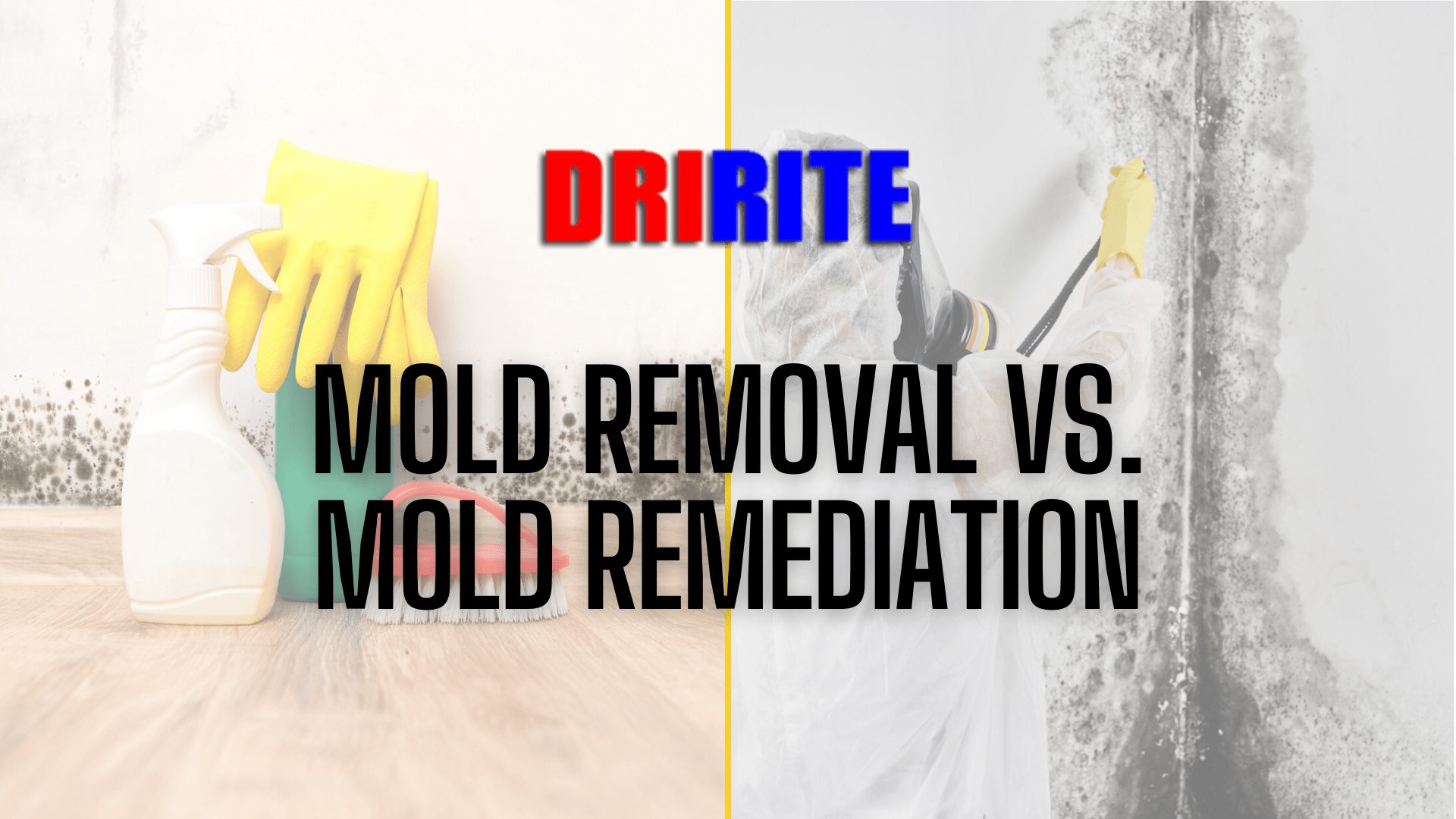 Mold Remediation vs Mold Removal