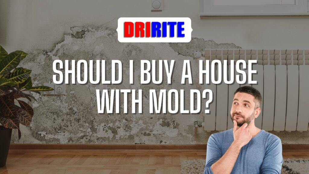 Should I Buy a House With Mold