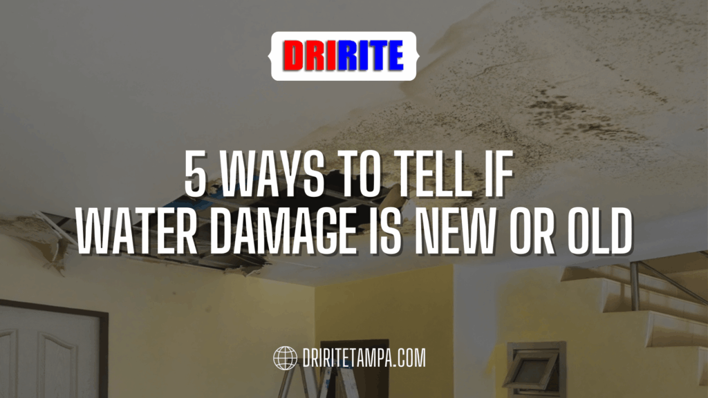 5 Ways To Tell If Water Damage Is New Or Old